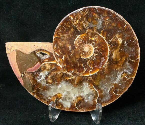 Ammonite Fossil (Half) - Million Years #17715